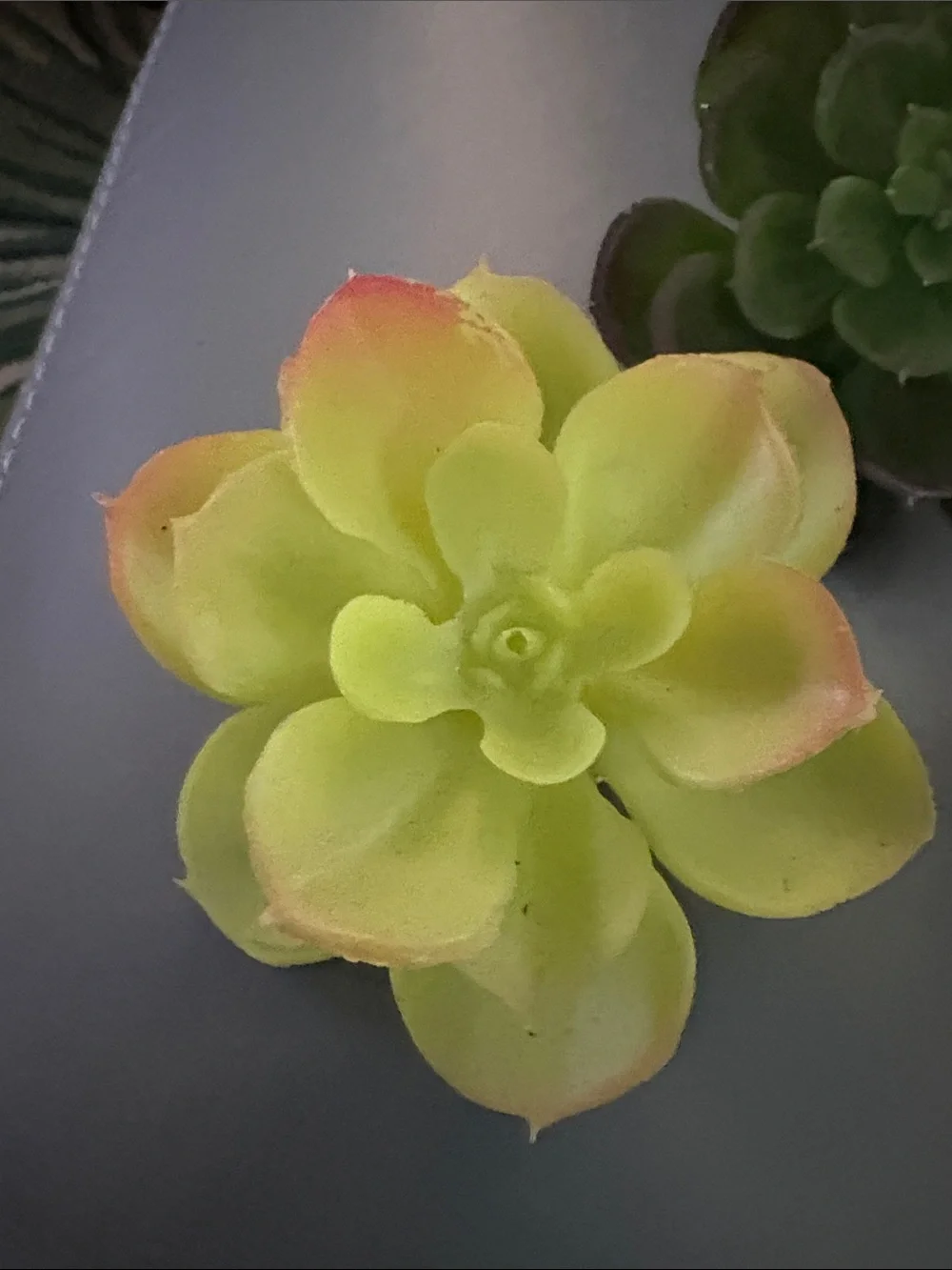 Artificial Succulent Trio - Green, Lime & Burgundy Home Accent clip